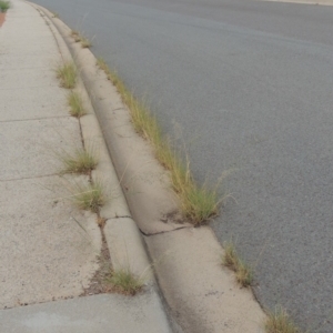 Eragrostis curvula at Conder, ACT - 7 Mar 2020