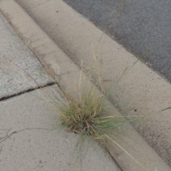 Eragrostis curvula at Conder, ACT - 7 Mar 2020