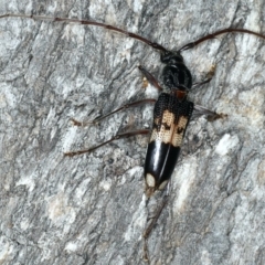 Phoracantha semipunctata (Common Eucalypt Longicorn) at Mount Ainslie - 10 Mar 2020 by jb2602