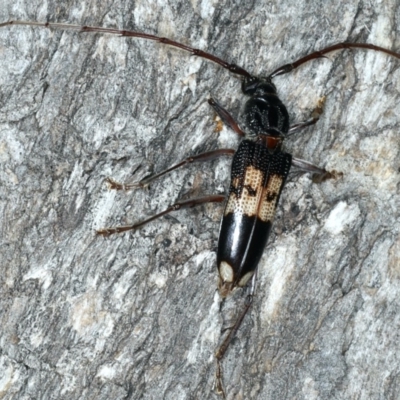 Phoracantha semipunctata (Common Eucalypt Longicorn) at Ainslie, ACT - 10 Mar 2020 by jb2602