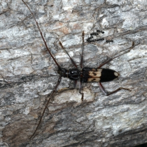 Phoracantha semipunctata at Ainslie, ACT - 10 Mar 2020