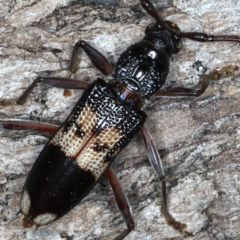 Phoracantha semipunctata at Ainslie, ACT - 10 Mar 2020