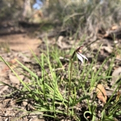 Eriochilus cucullatus (Parson's Bands) at Amaroo, ACT - 17 Mar 2020 by JasonC