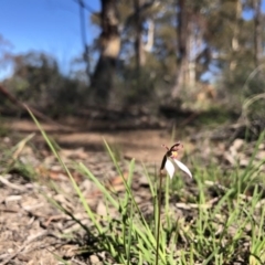 Eriochilus cucullatus at Amaroo, ACT - 18 Mar 2020