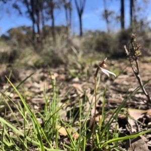 Eriochilus cucullatus at Amaroo, ACT - suppressed