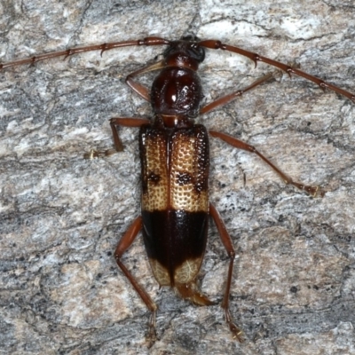 Phoracantha recurva (Yellow Phoracantha borer) at Ainslie, ACT - 10 Mar 2020 by jb2602