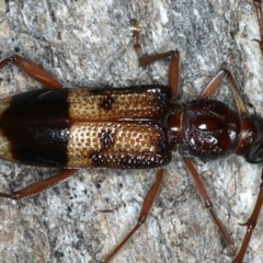 Phoracantha recurva at Ainslie, ACT - 10 Mar 2020 08:30 PM