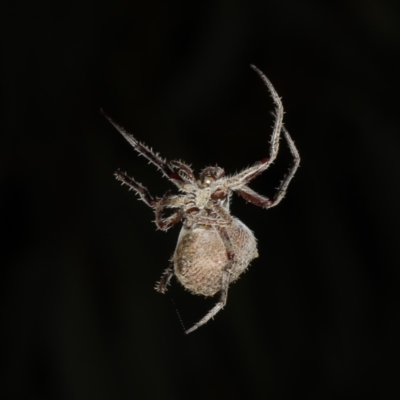 Unidentified Orb-weaving spider (several families) at Ainslie, ACT - 10 Mar 2020 by jb2602