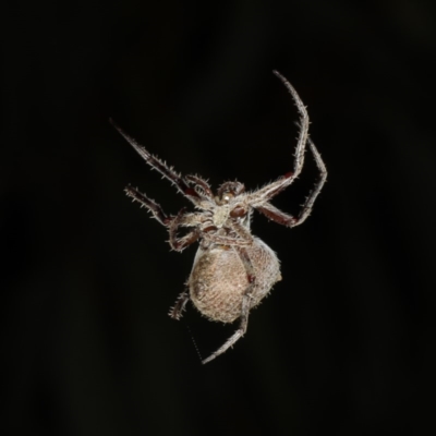 Hortophora sp. (genus) at Mount Ainslie - 10 Mar 2020 by jb2602