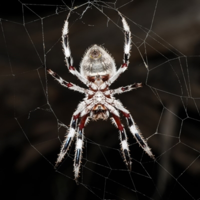 Hortophora sp. (genus) (Garden orb weaver) at Ainslie, ACT - 10 Mar 2020 by jbromilow50