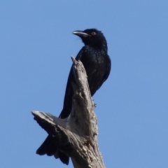 Dicrurus bracteatus (Spangled Drongo) at Stromlo, ACT - 8 May 2018 by Christine