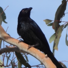 Dicrurus bracteatus at Stromlo, ACT - 8 May 2018