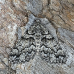 Lipogya exprimataria (Jagged Bark Moth) at Mount Ainslie - 10 Mar 2020 by jbromilow50