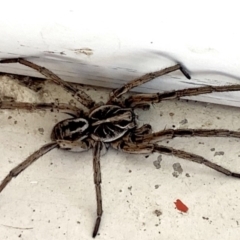 Tasmanicosa sp. (genus) (Unidentified Tasmanicosa wolf spider) at Black Range, NSW - 18 Mar 2020 by Steph H