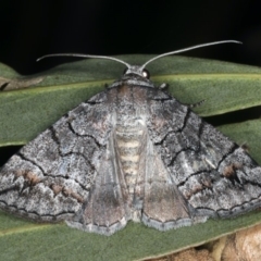 Dysbatus singularis (Dry-country Line-moth) at Ainslie, ACT - 10 Mar 2020 by jb2602