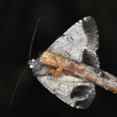 Dysbatus singularis at Ainslie, ACT - 10 Mar 2020