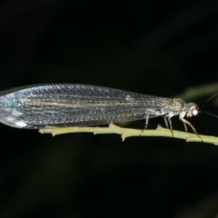 Myrmeleon acer (Myrmeleon Antlion Lacewing) at Ainslie, ACT - 10 Mar 2020 by jbromilow50