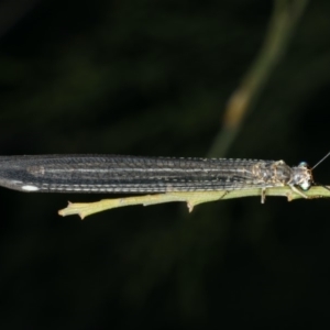 Myrmeleon acer at Ainslie, ACT - 10 Mar 2020