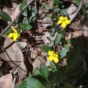 Goodenia hederacea at Greenleigh, NSW - 3 Mar 2018