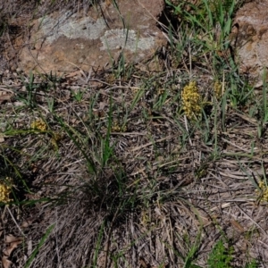 Lomandra filiformis at Dunlop, ACT - 18 Mar 2020 11:23 AM