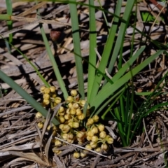 Lomandra filiformis at Dunlop, ACT - 18 Mar 2020