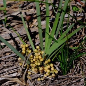 Lomandra filiformis at Dunlop, ACT - 18 Mar 2020 11:23 AM