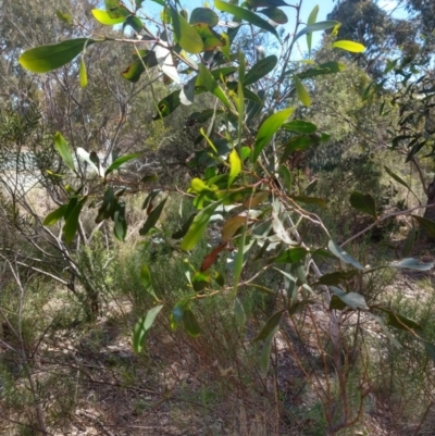 Acacia pycnantha (Golden Wattle) at Greenleigh, NSW - 18 Mar 2020 by LyndalT