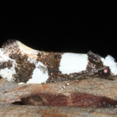 Monopis icterogastra (Wool Moth) at Mount Ainslie - 10 Mar 2020 by jb2602