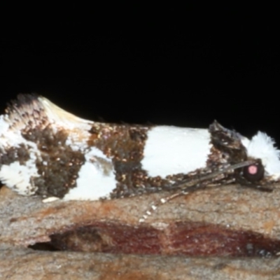 Monopis icterogastra (Wool Moth) at Mount Ainslie - 10 Mar 2020 by jb2602