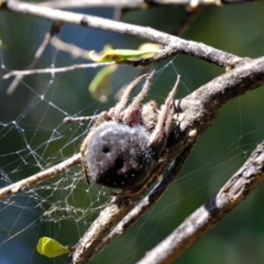 Araneinae (subfamily) (Orb weaver) at Dunlop, ACT - 18 Mar 2020 by Kurt