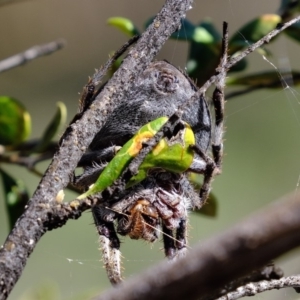 Araneinae (subfamily) at Dunlop, ACT - 18 Mar 2020 11:12 AM