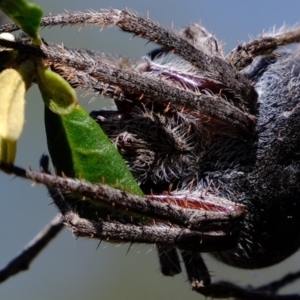 Araneinae (subfamily) at Dunlop, ACT - 18 Mar 2020 11:12 AM