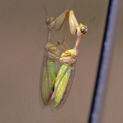 Mantispidae (family) (Unidentified mantisfly) at Dunlop, ACT - 18 Mar 2020 by Kurt