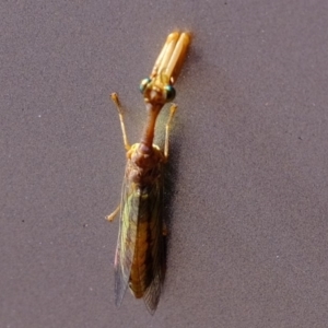 Mantispidae (family) at Dunlop, ACT - 18 Mar 2020