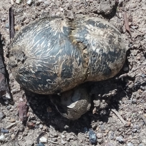 Pisolithus marmoratus at Kambah, ACT - 27 Mar 2020