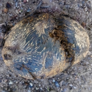 Pisolithus marmoratus at Kambah, ACT - 27 Mar 2020