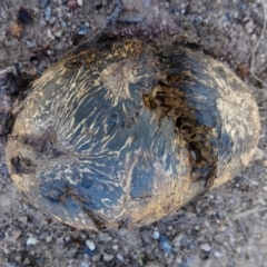 Pisolithus marmoratus at Kambah, ACT - 27 Mar 2020