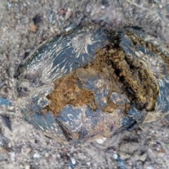 Pisolithus marmoratus at Kambah, ACT - 27 Mar 2020