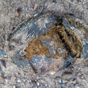 Pisolithus marmoratus at Kambah, ACT - 27 Mar 2020