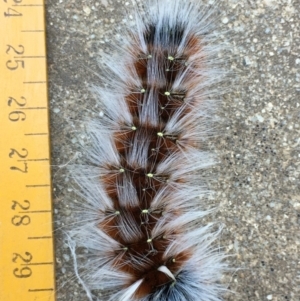 Anthela canescens at Yass River, NSW - 18 Mar 2020