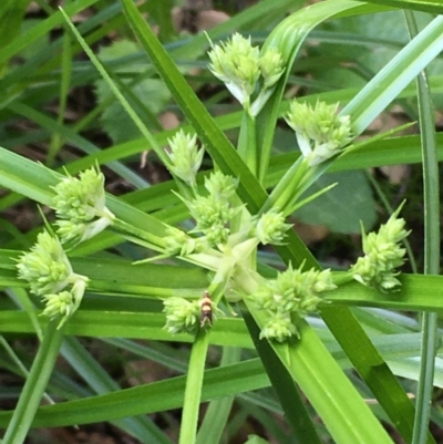 Cyperus eragrostis (Umbrella Sedge) at National Arboretum Forests - 14 Mar 2020 by JaneR