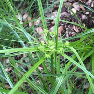 Cyperus eragrostis at Molonglo Valley, ACT - 14 Mar 2020