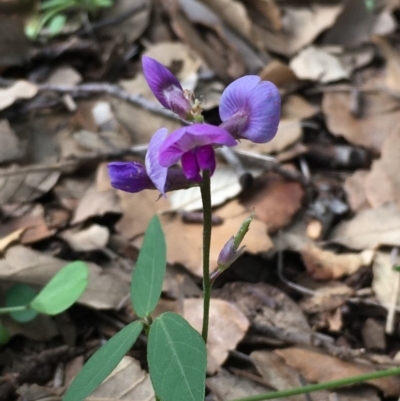 Glycine tabacina (Variable Glycine) at National Arboretum Forests - 14 Mar 2020 by JaneR