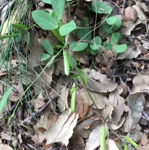 Glycine tabacina at Molonglo Valley, ACT - 14 Mar 2020