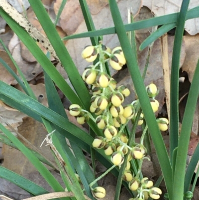 Lomandra filiformis (Wattle Mat-rush) at Molonglo Valley, ACT - 14 Mar 2020 by JaneR