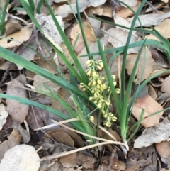 Lomandra filiformis at Molonglo Valley, ACT - 14 Mar 2020