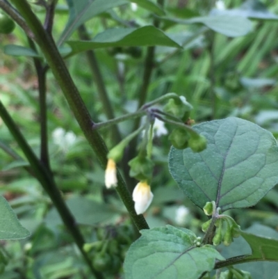 Solanum nodiflorum (Glossy Nightshade) at National Arboretum Forests - 14 Mar 2020 by JaneR