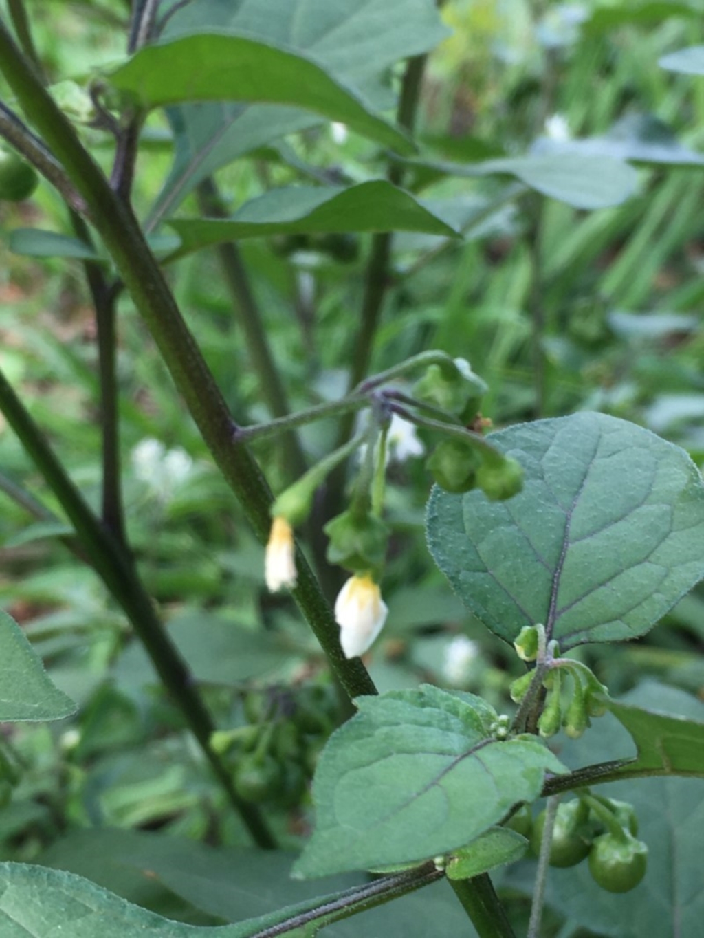 Solanum nodiflorum at Molonglo Valley, ACT - 14 Mar 2020