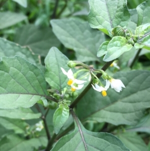 Solanum nodiflorum at Molonglo Valley, ACT - 14 Mar 2020