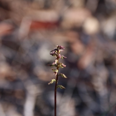 Corunastylis clivicola (Rufous midge orchid) at Hackett, ACT - 17 Mar 2020 by petersan